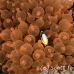 anemonefish_clarks_hr_si_h_0142_kom0647.jpg